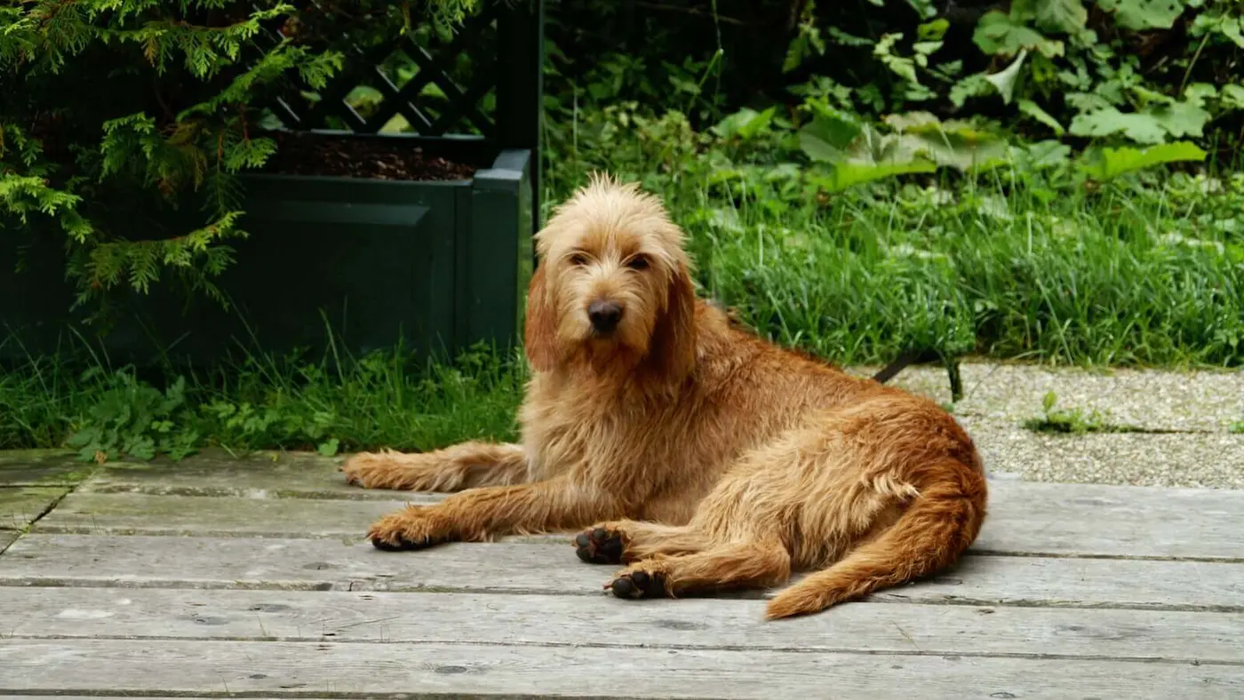 Griffon Fauve de Bretagne breed photo