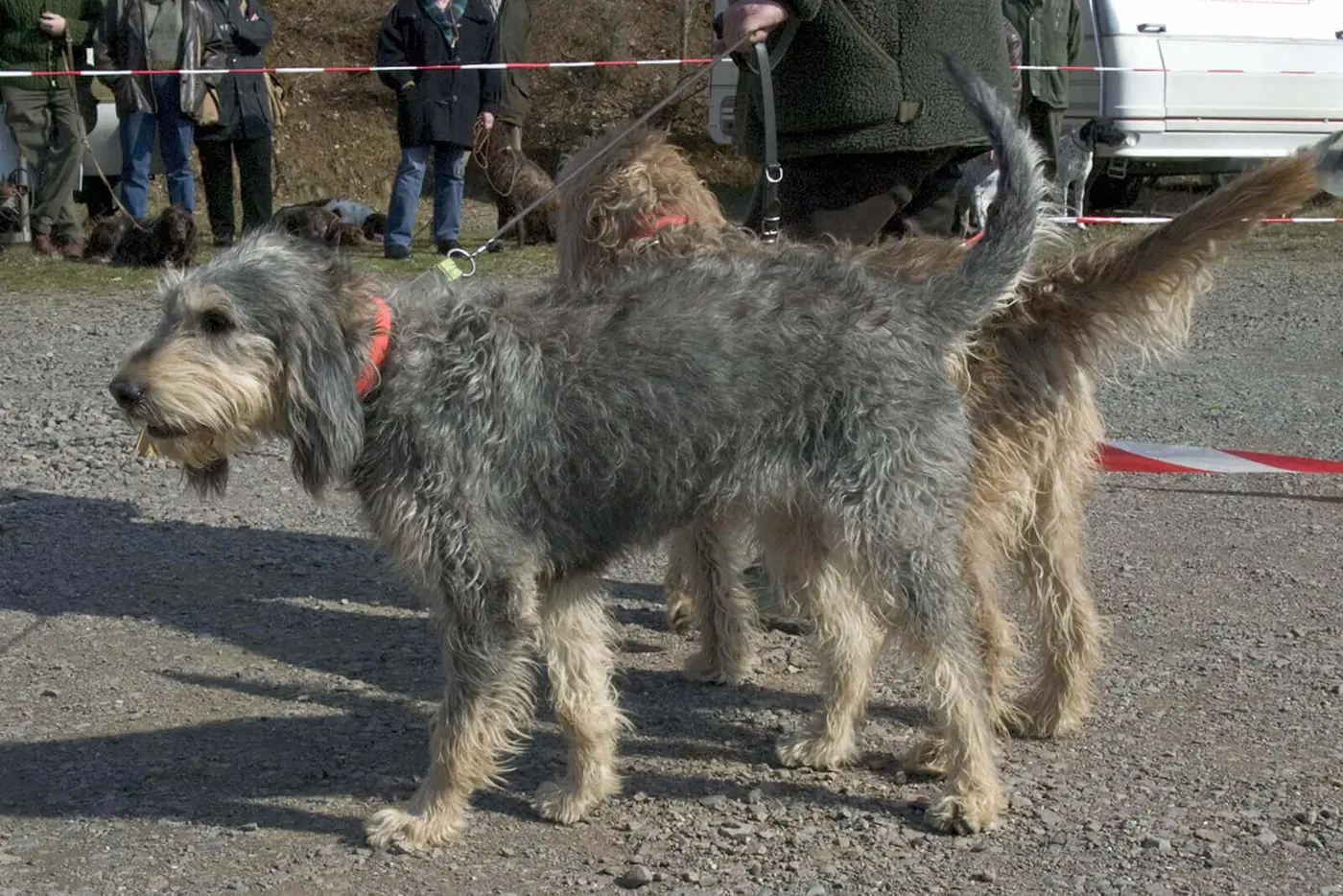 Griffon Nivernais breed photo