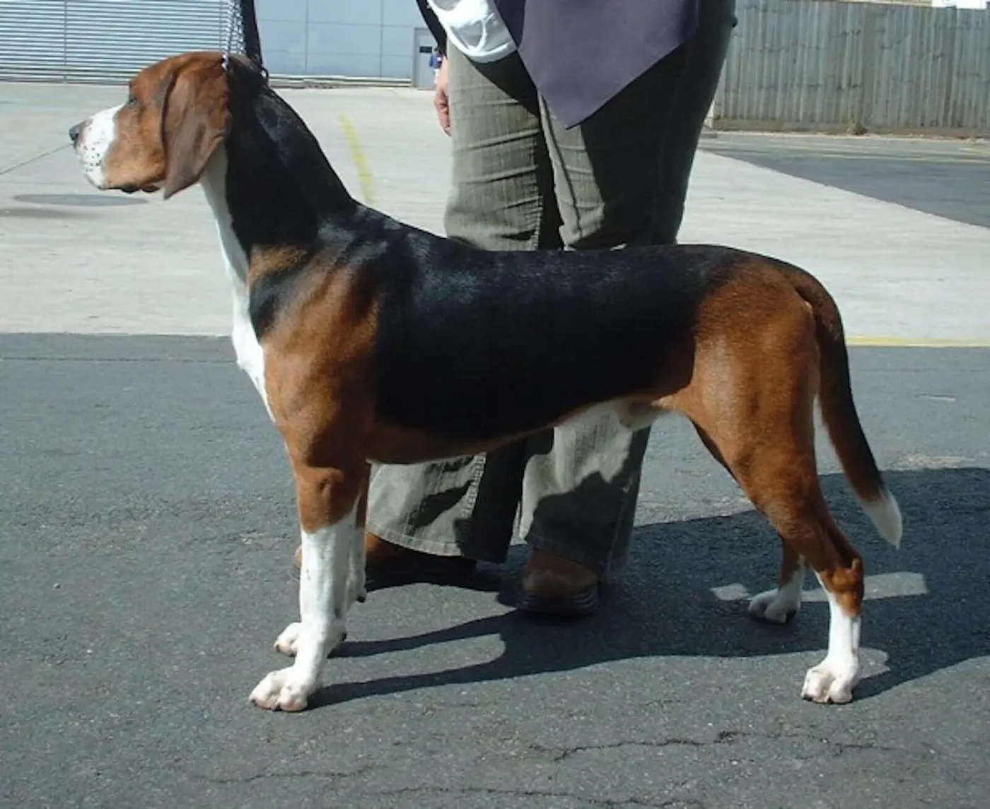 Hamiltonstovare breed photo