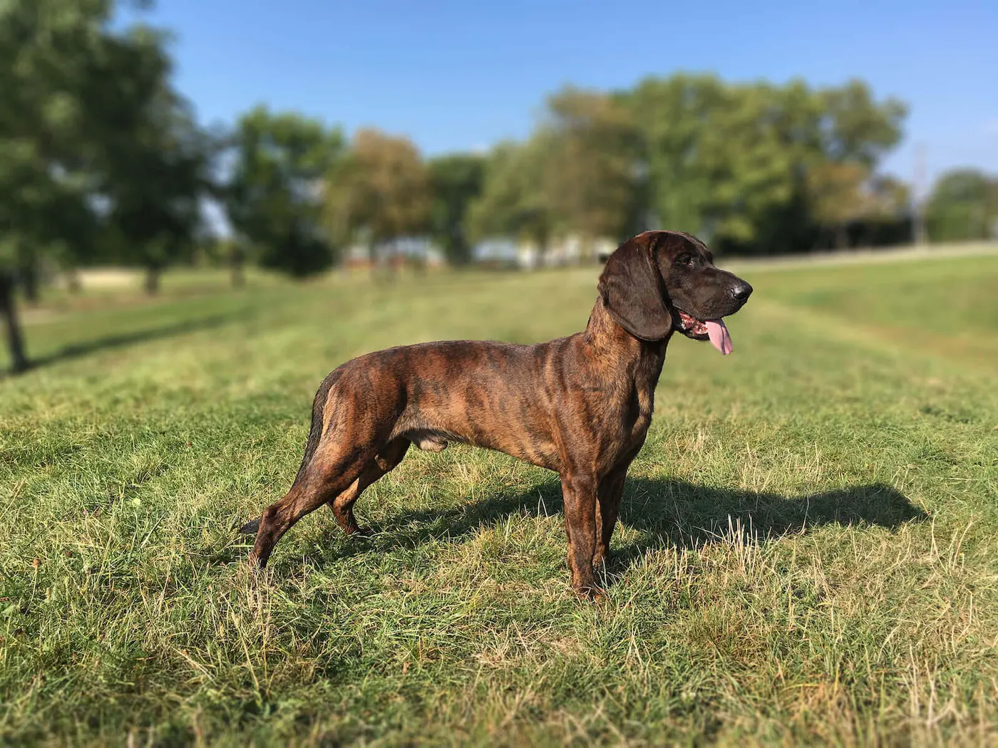 Hanoverian Scenthound breed photo