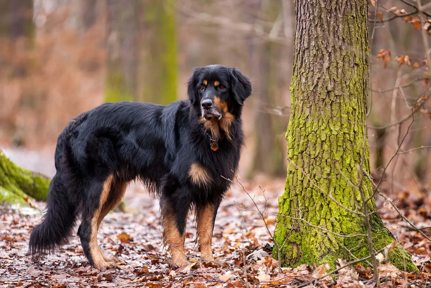 Hovawart breed photo