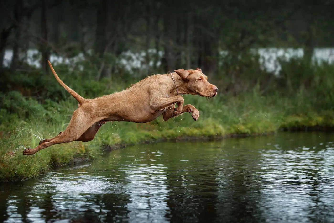 Hungarian Wirehaired Vizsla breed photo