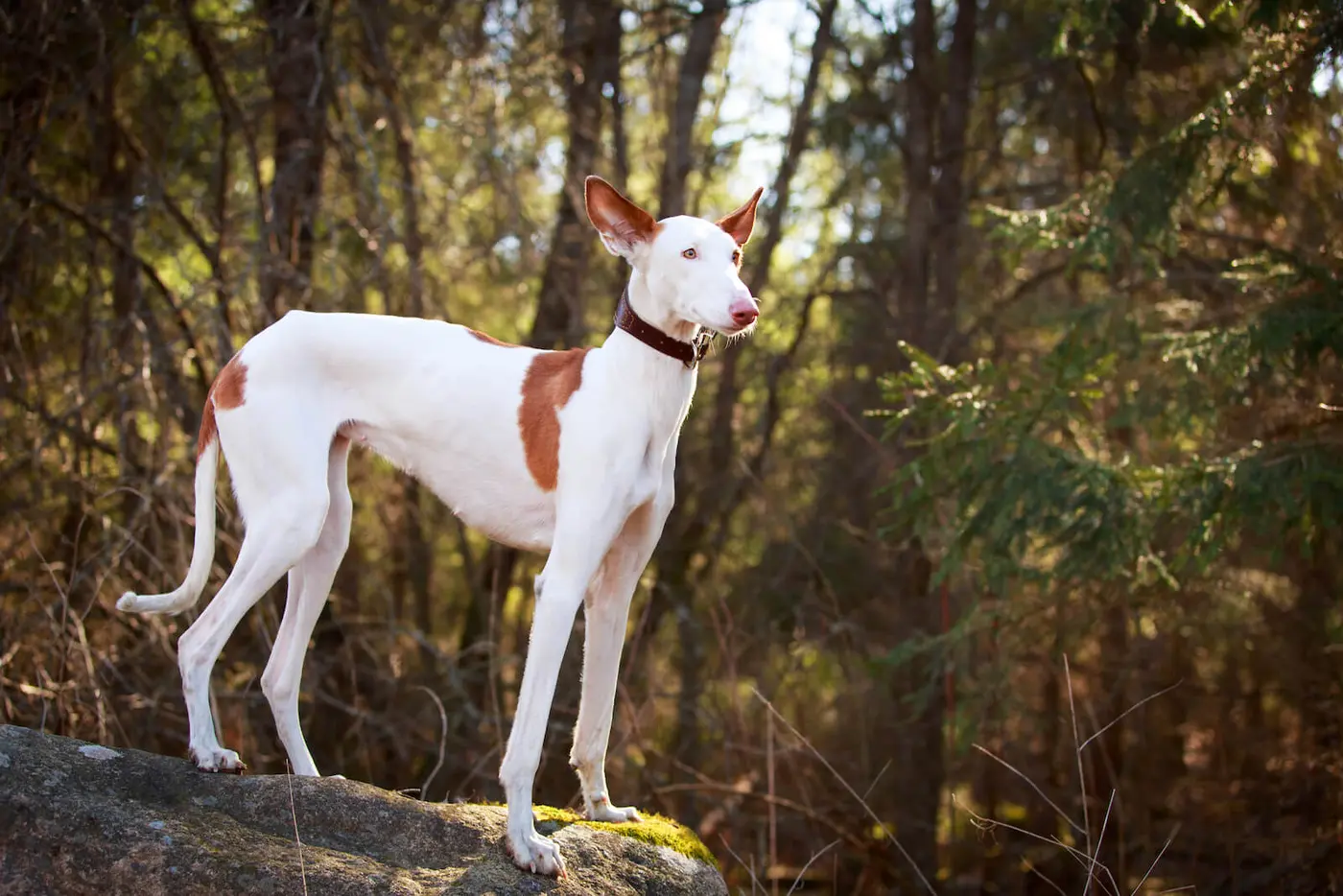 Ibizan Hound breed photo