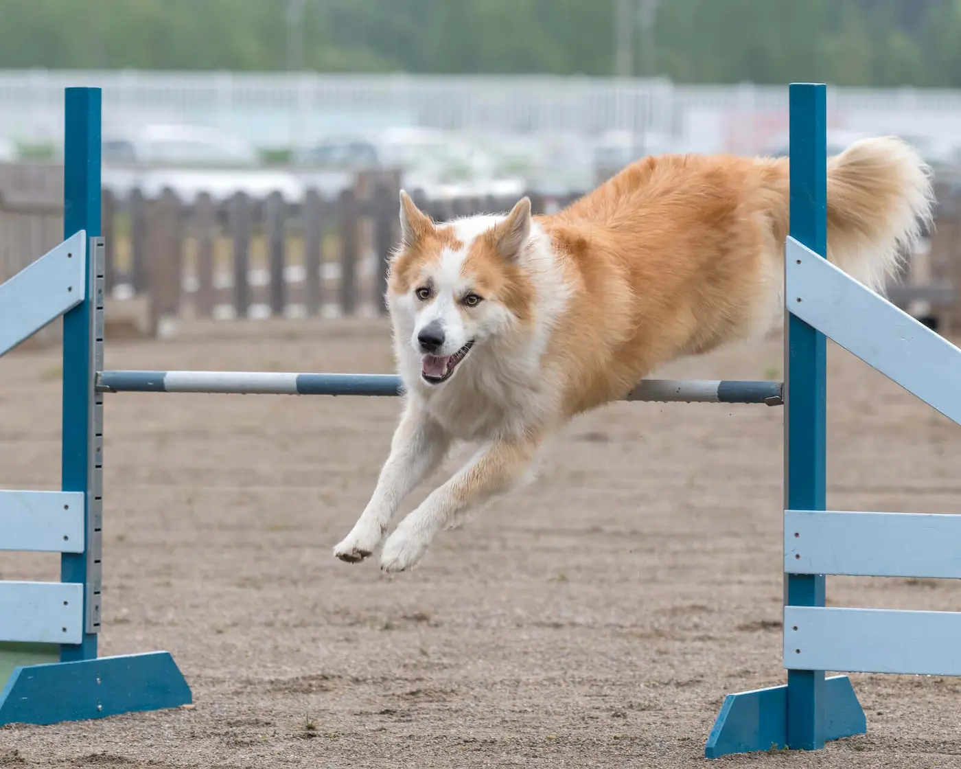 Icelandic Sheepdog breed photo