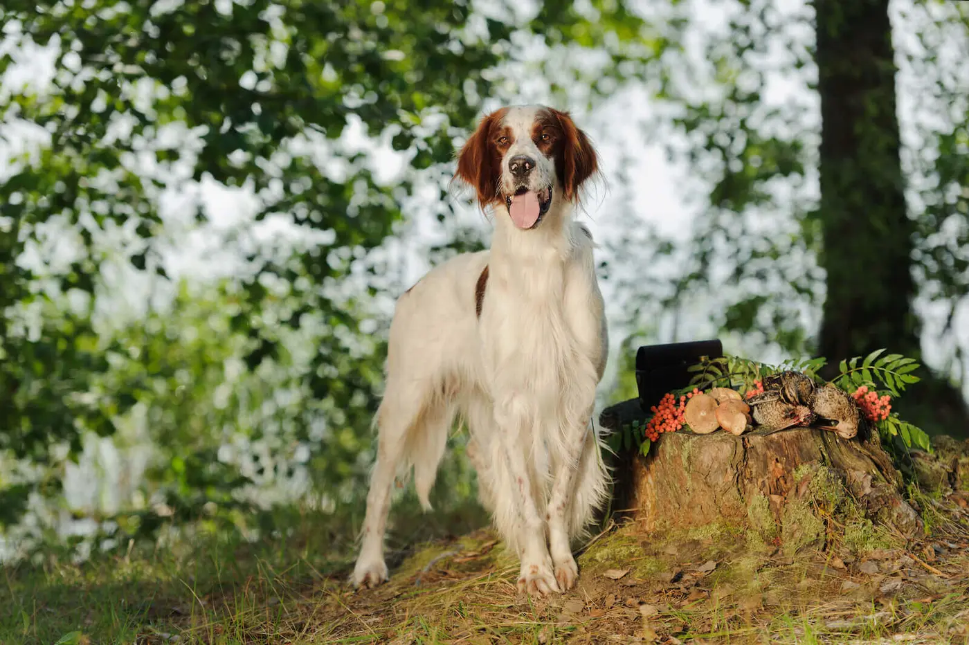 Irish Red and White Setter breed photo