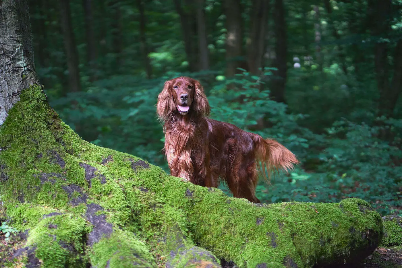 Irish Setter breed photo