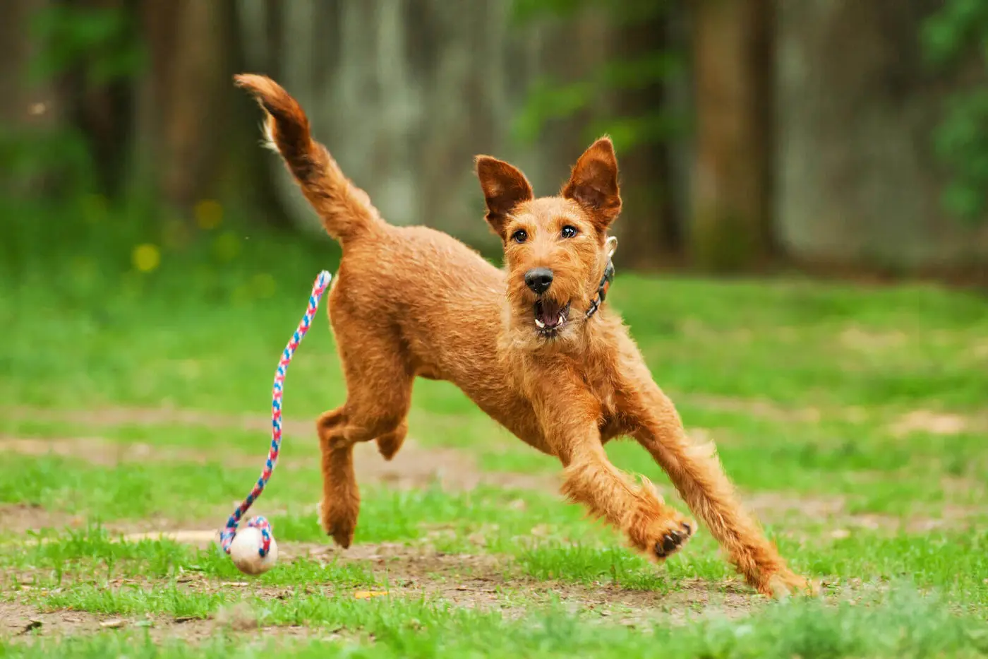 Irish Terrier breed photo