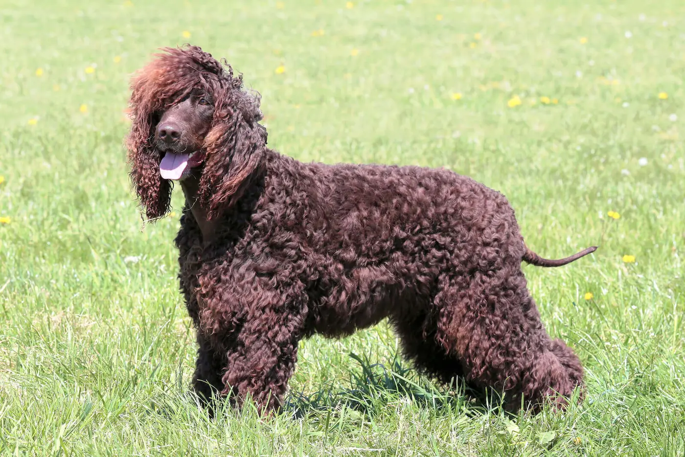 Irish Water Spaniel breed photo