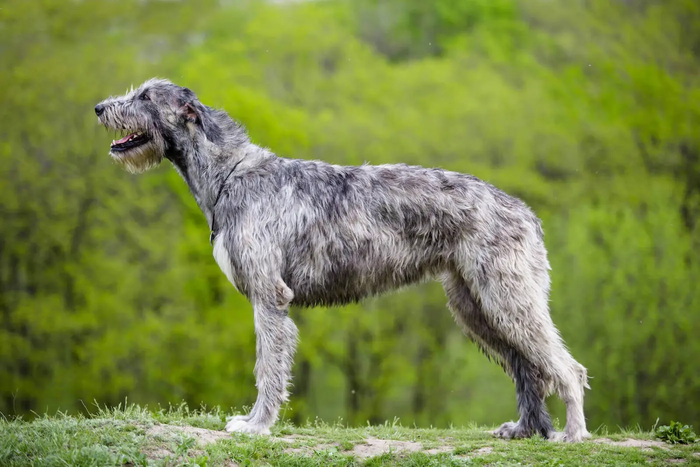 Irish Wolfhound breed photo
