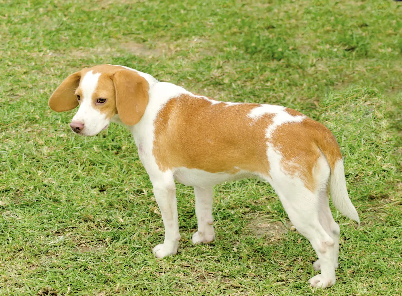 Istrian Short-Haired Hound breed photo