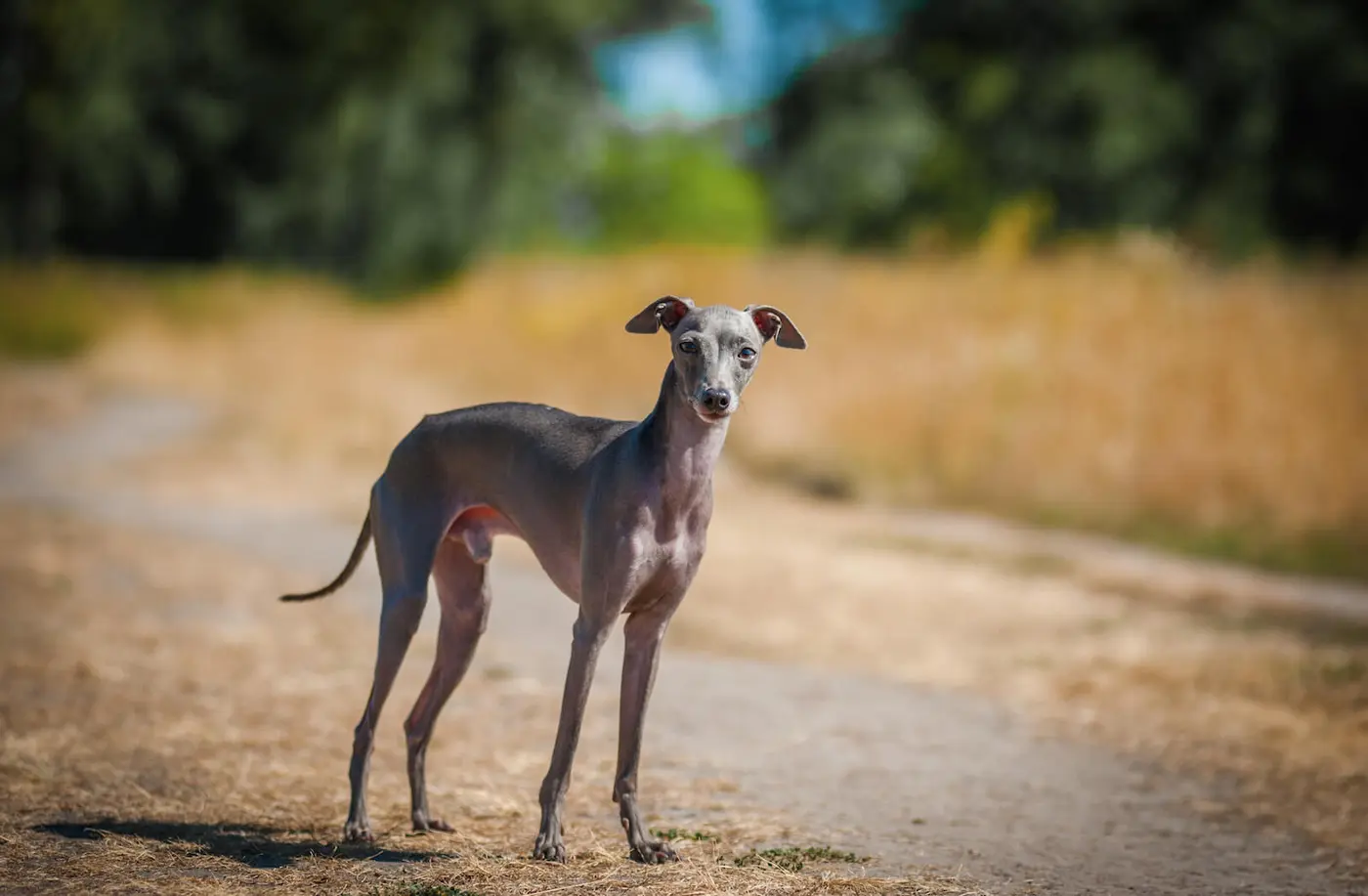 Italian Greyhound breed photo