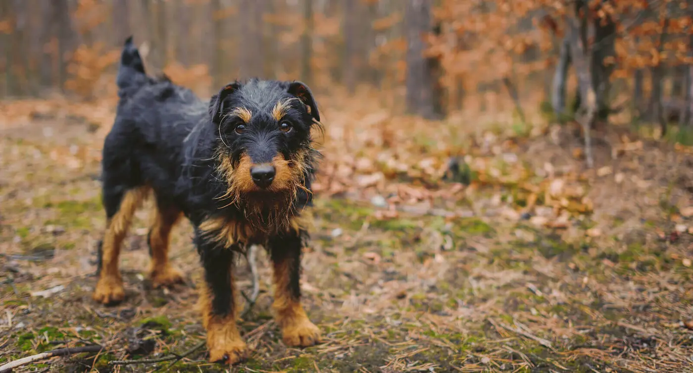 Jagdterrier breed photo