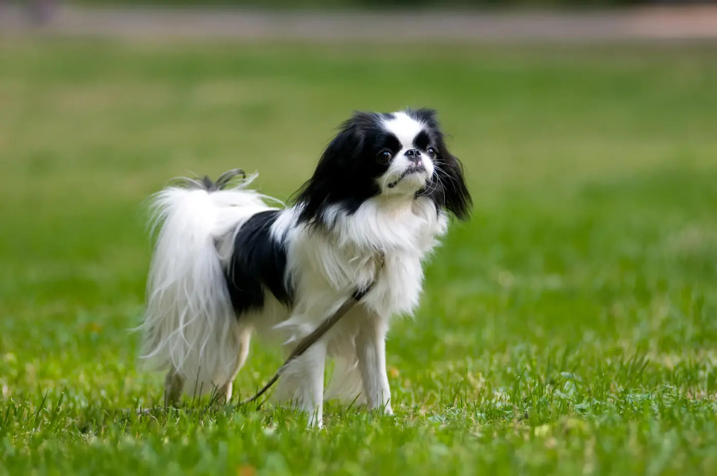 Japanese Chin breed photo