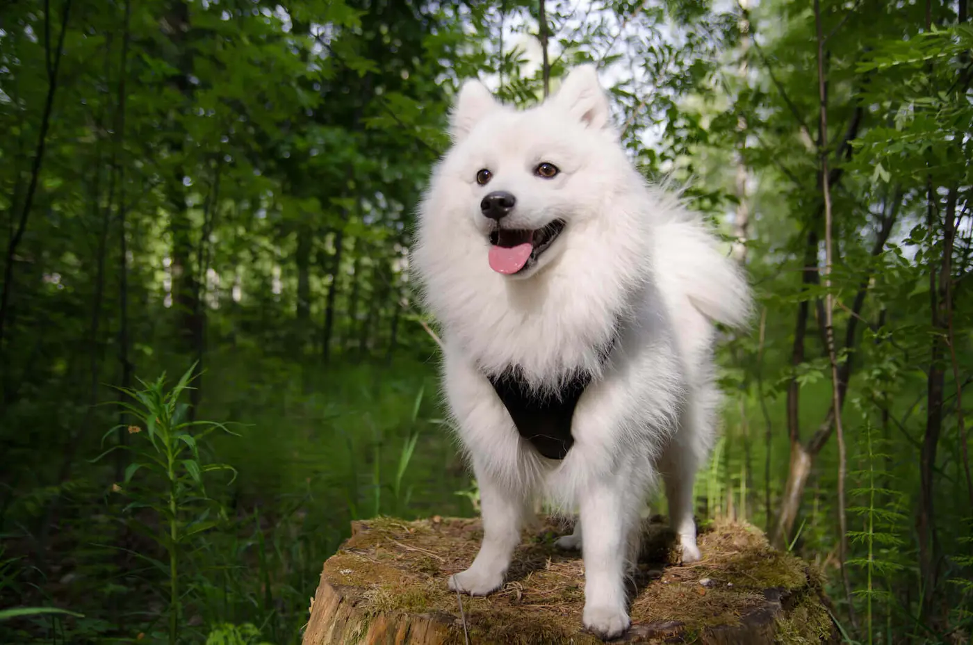 Japanese Spitz breed photo