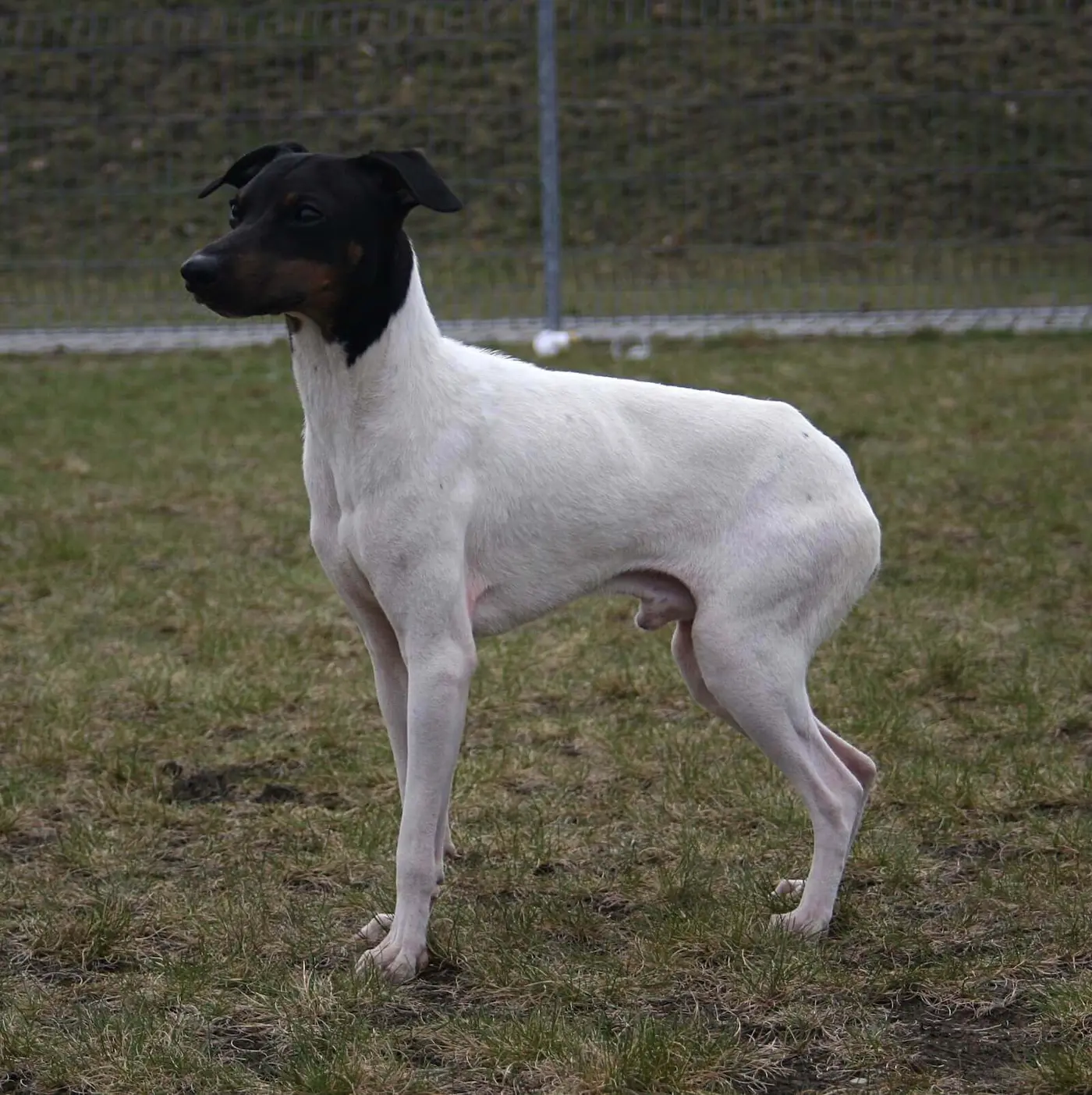 Japanese Terrier breed photo