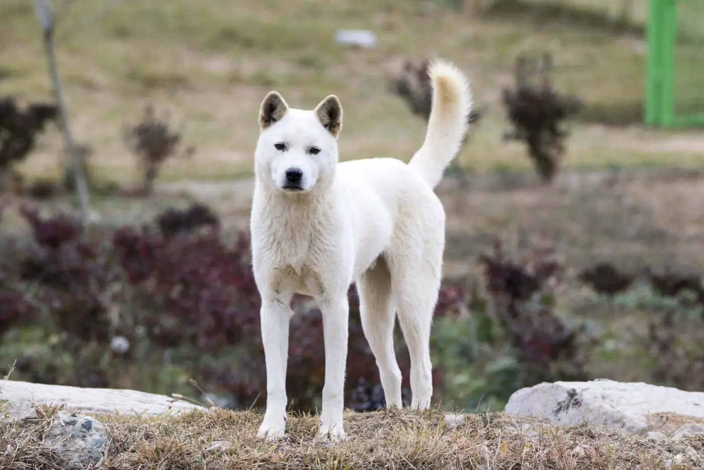 Jindo breed photo