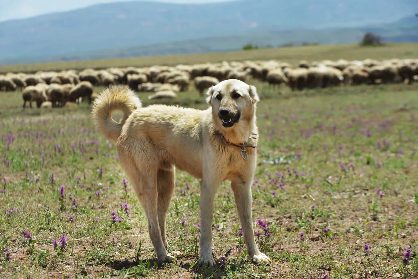 Kangal Dog breed photo