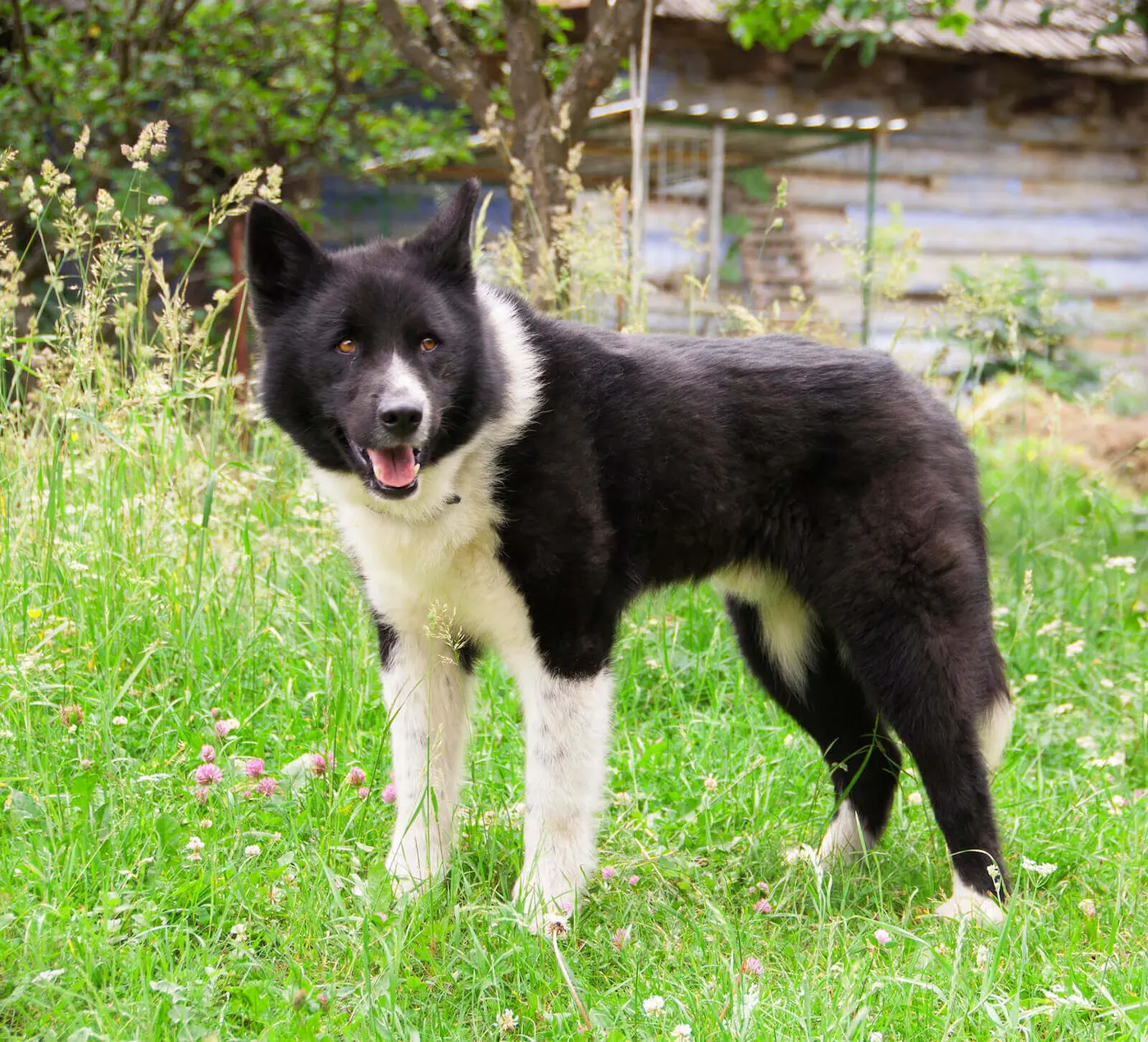 Karelian Bear Dog breed photo