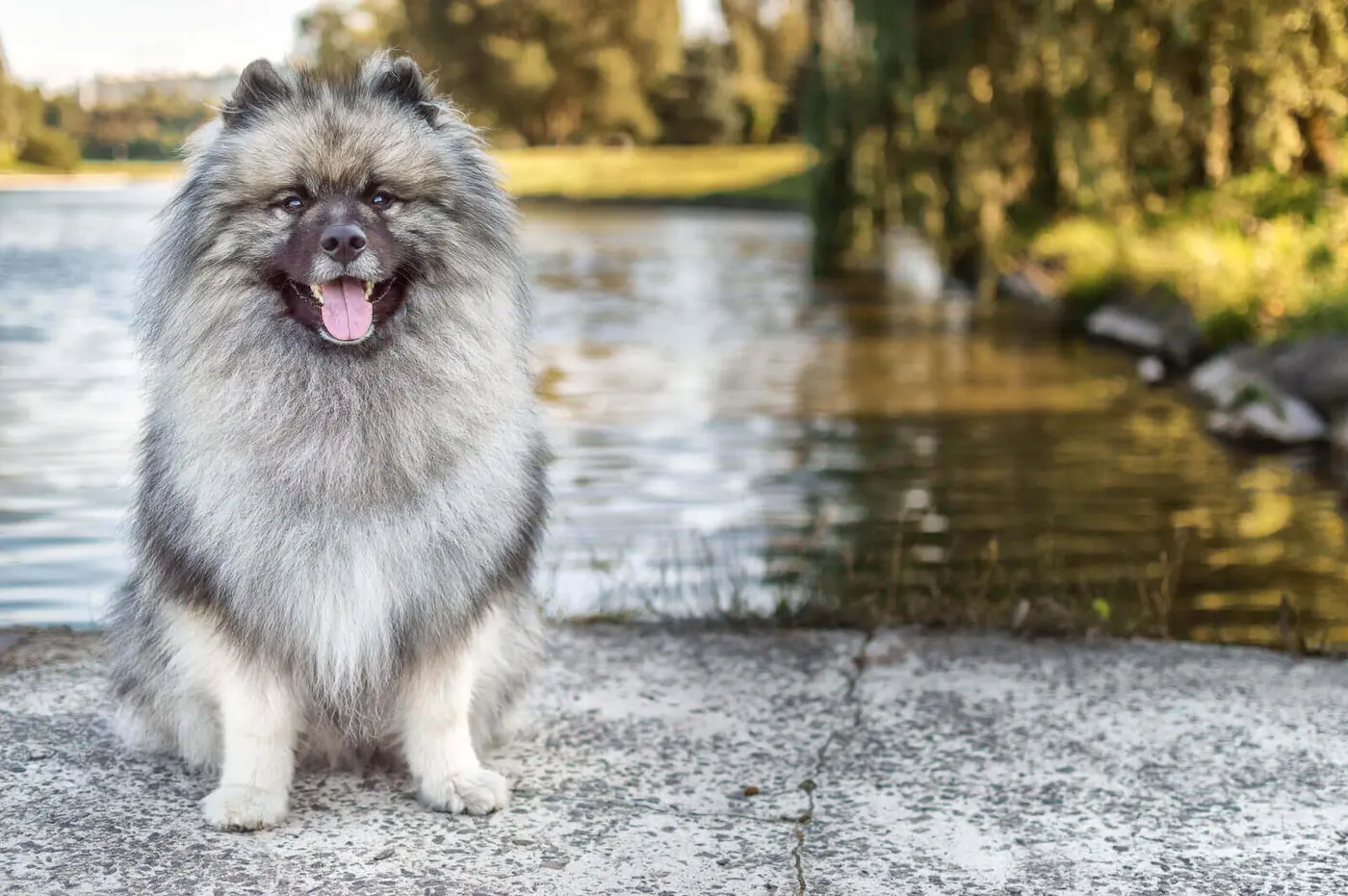 Keeshond breed photo