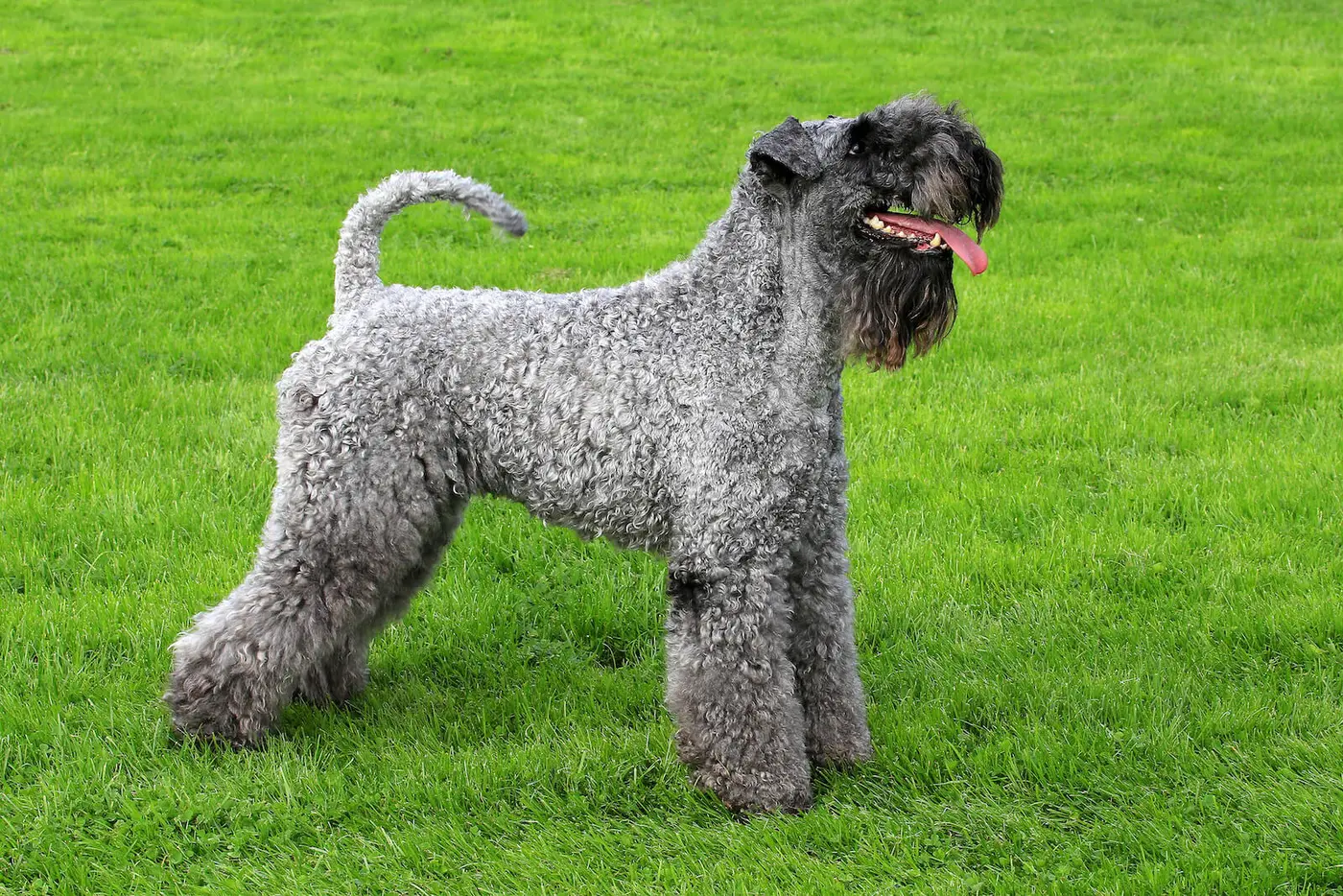 Kerry Blue Terrier breed photo