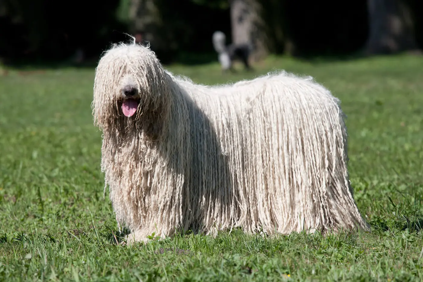 Komondor breed photo