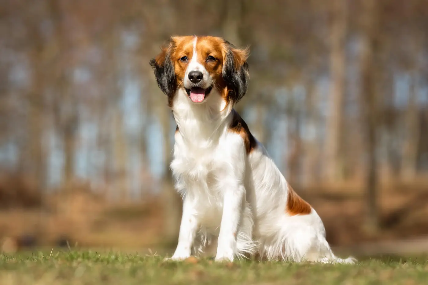 Nederlandse Kooikerhondje breed photo