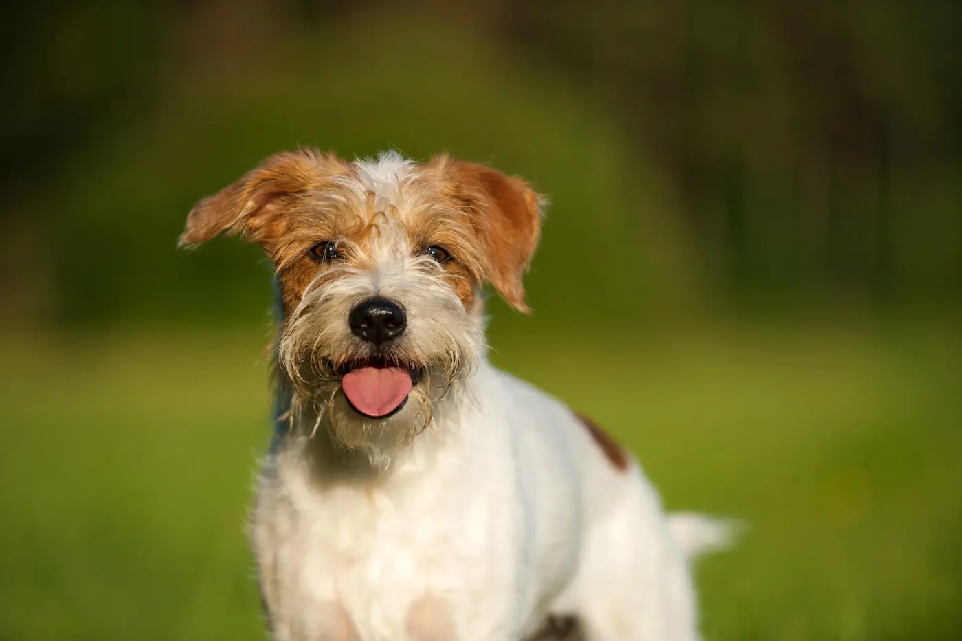 Kromfohrlander breed photo