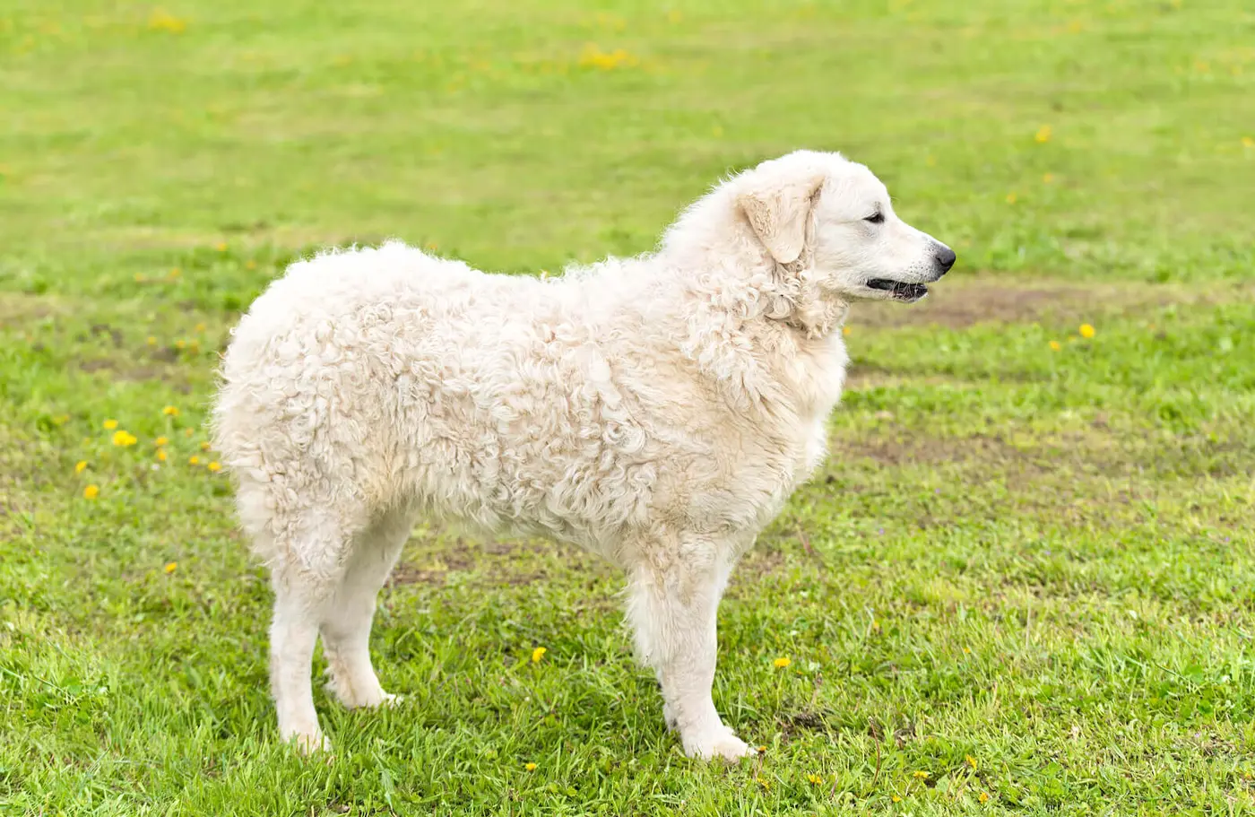 Kuvasz breed photo