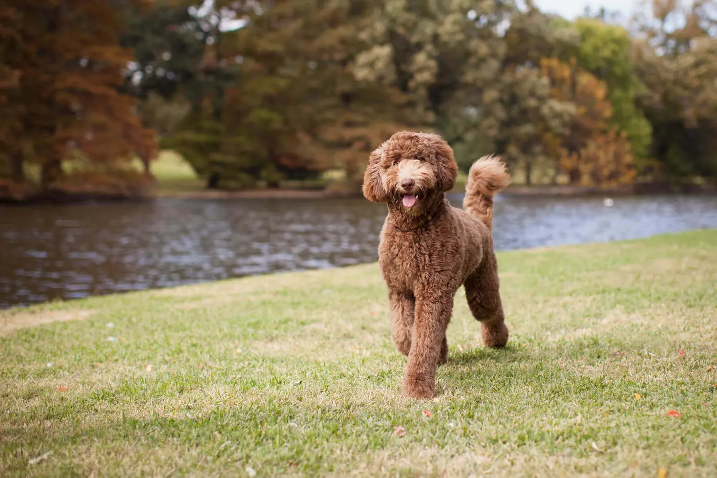 Labradoodle breed photo