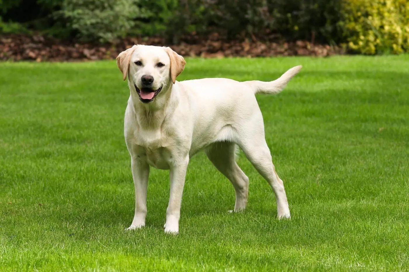 Labrador Retriever breed photo