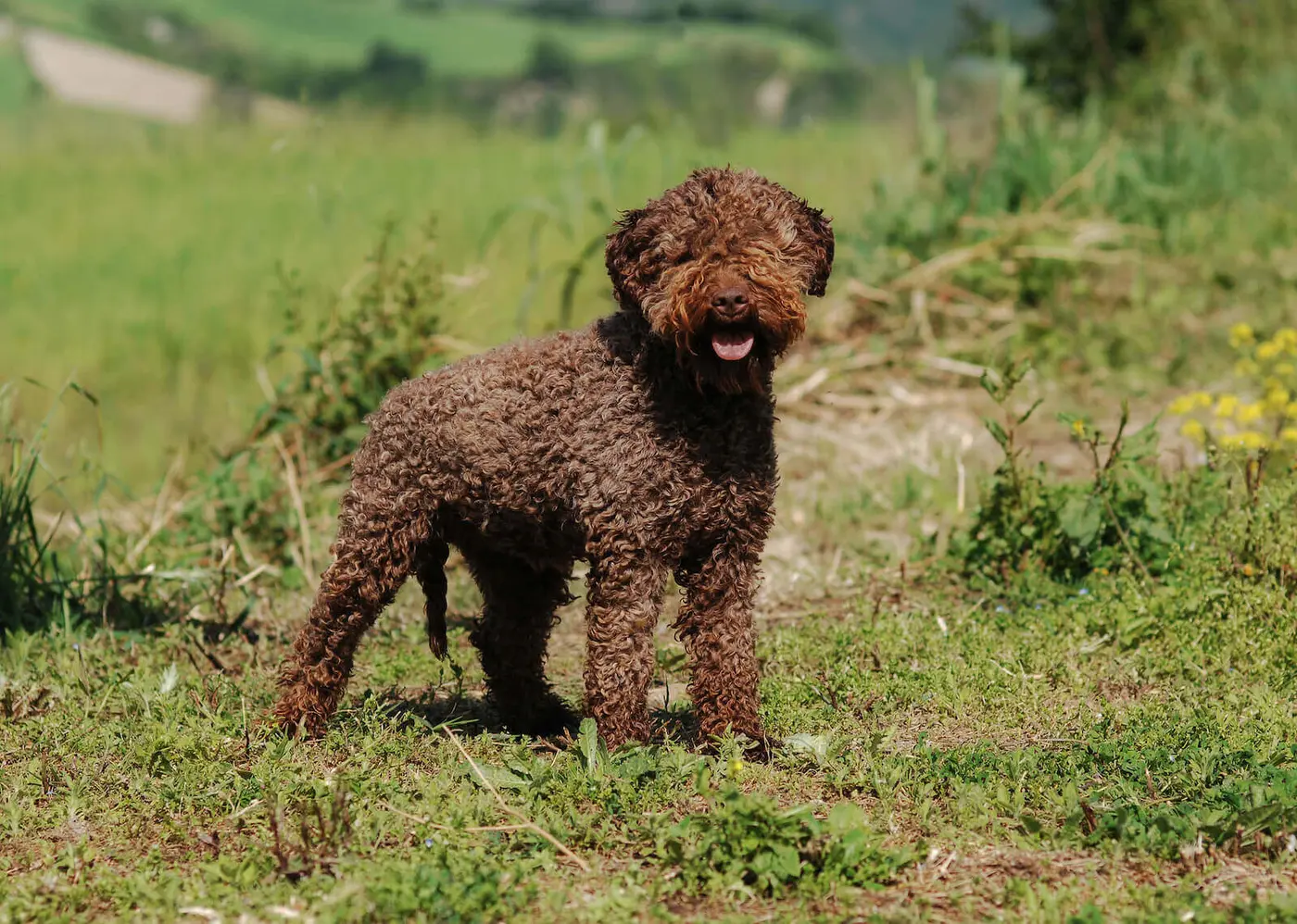 Lagotto Romagnolo breed photo