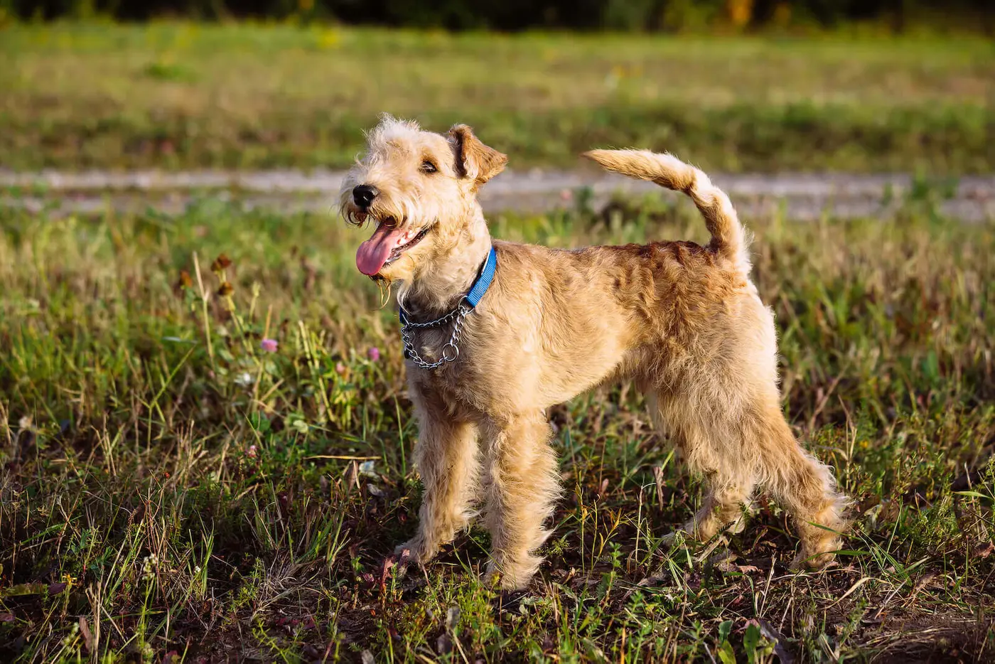 Lakeland Terrier breed photo