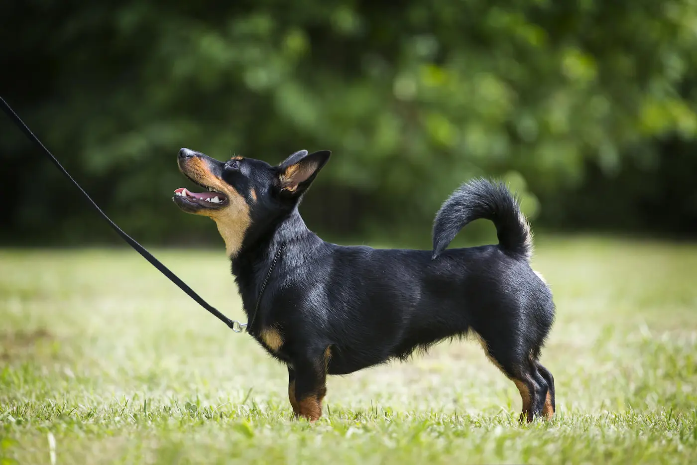 Lancashire Heeler breed photo
