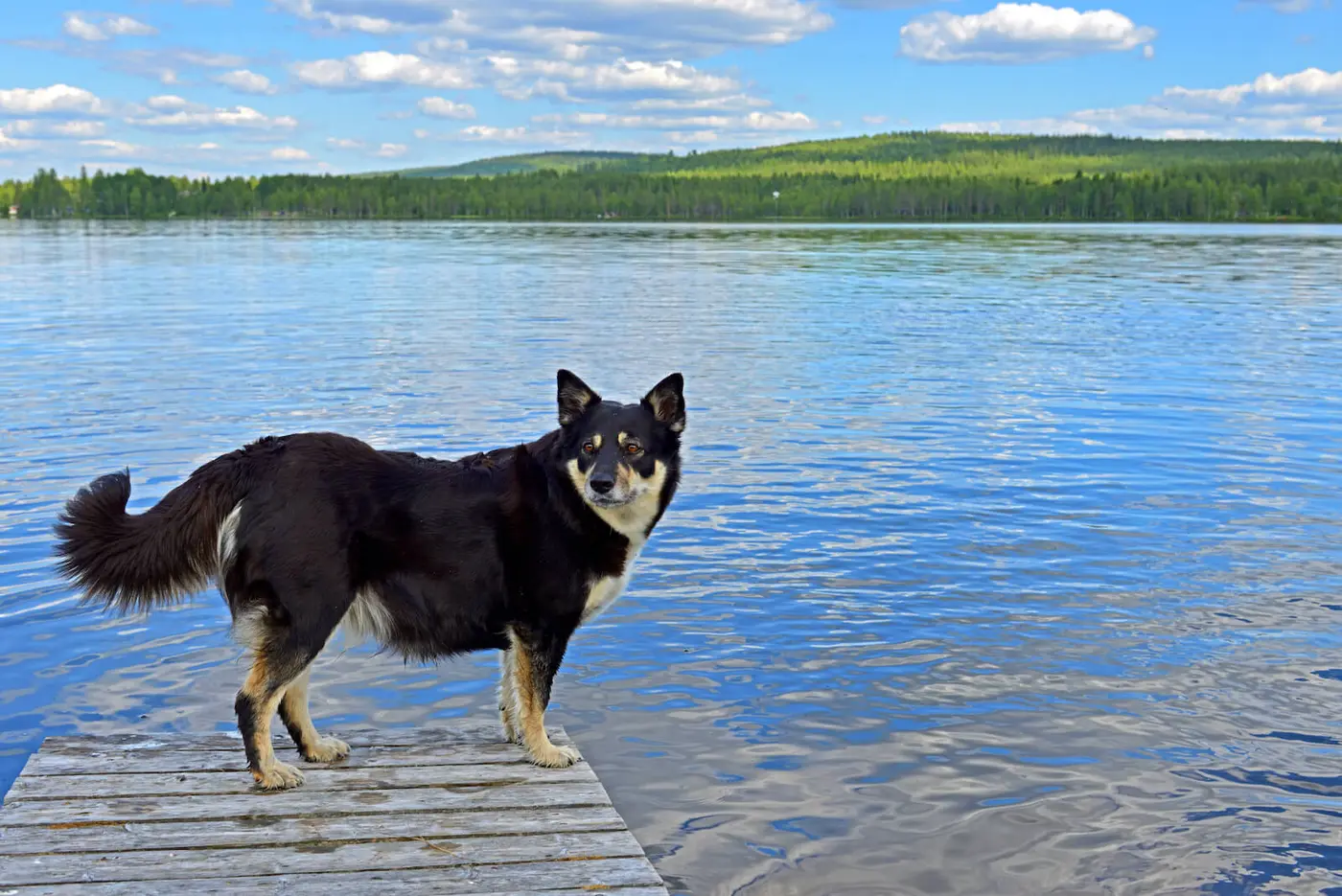 Lapinporokoira (Lapponian Herder) breed photo