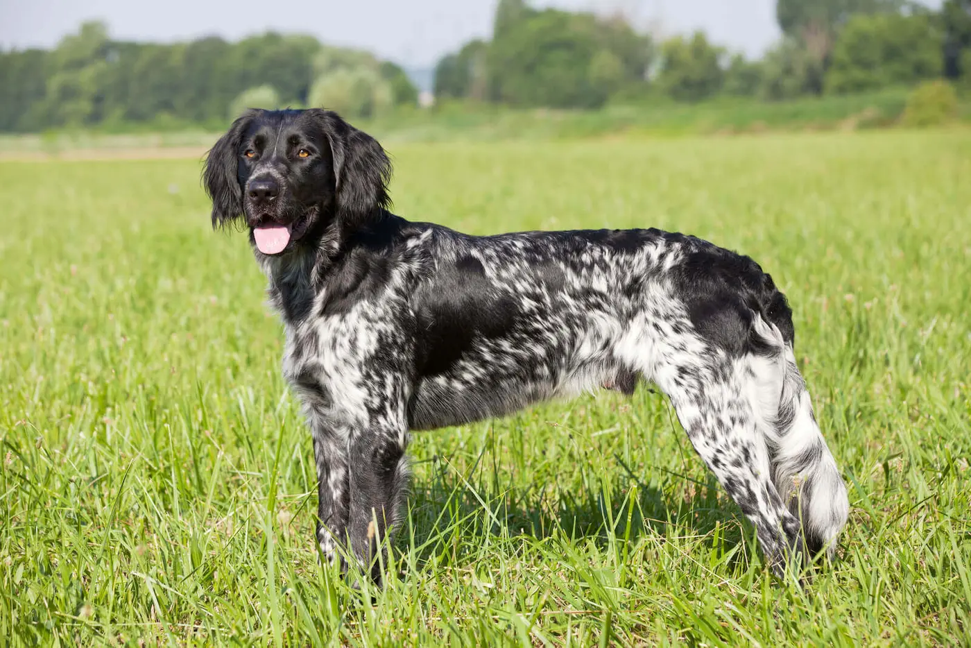 Large Munsterlander breed photo