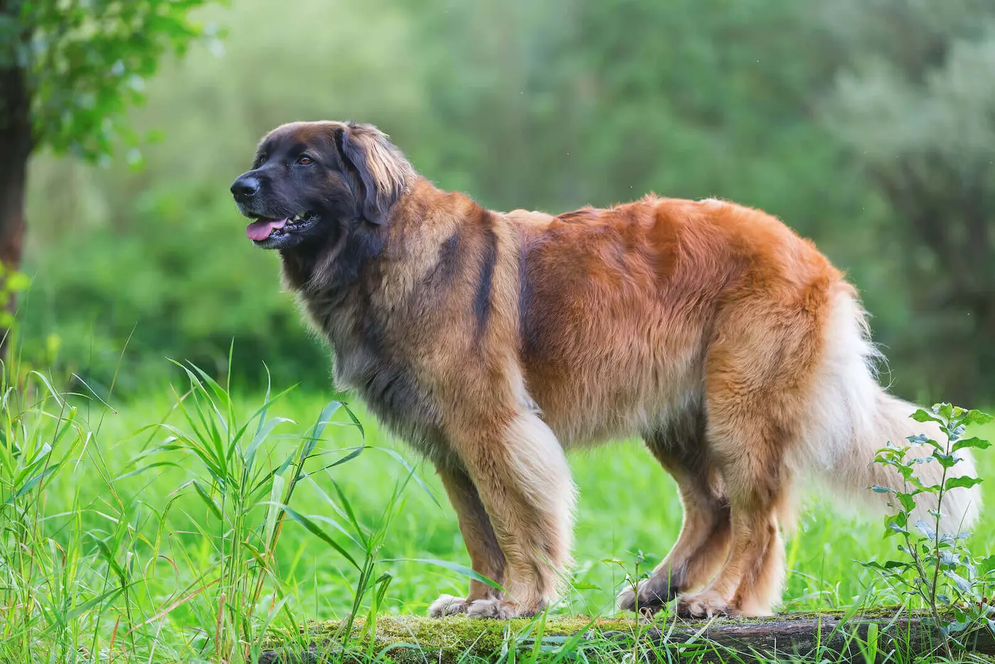 Leonberger breed photo