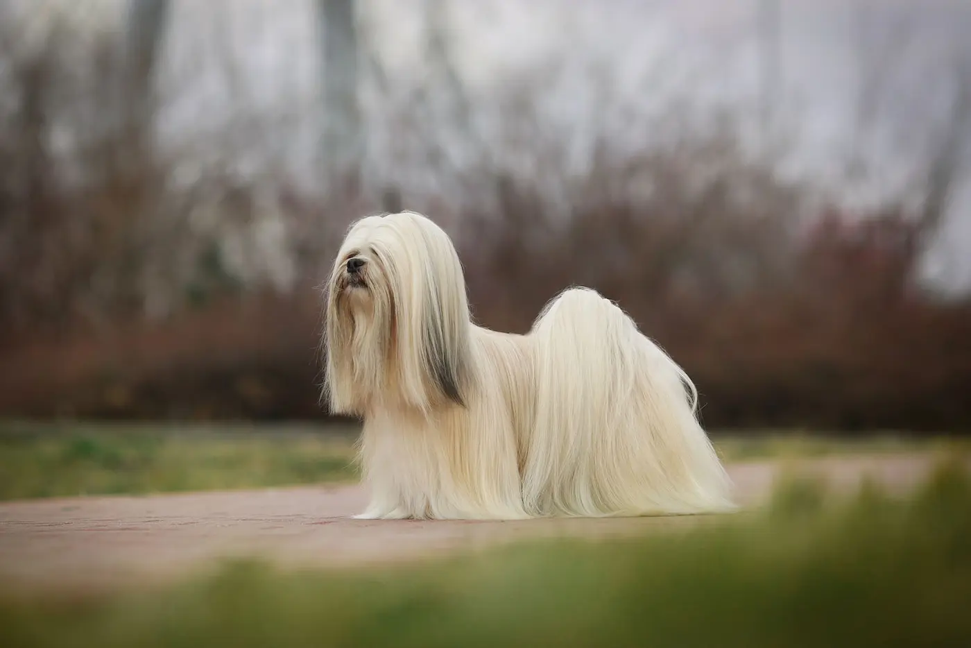 Lhasa Apso breed photo