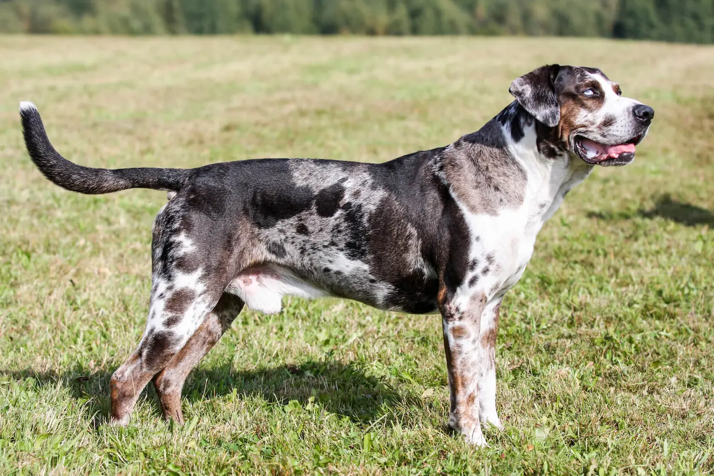 Louisiana Catahoula Leopard Dog breed photo