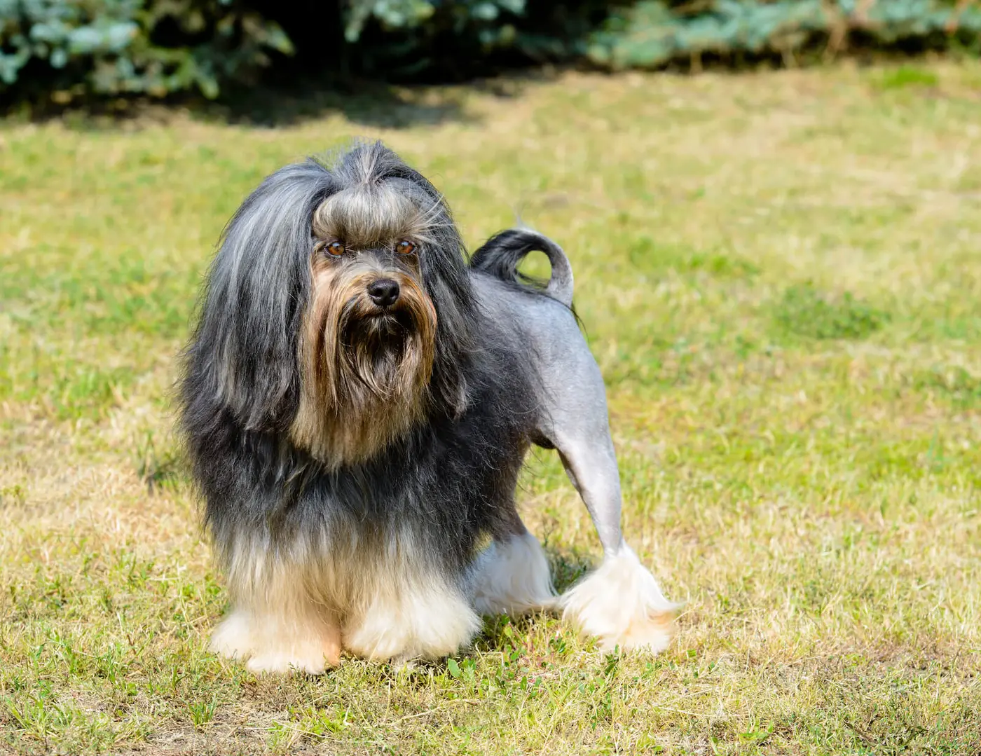 Lowchen breed photo