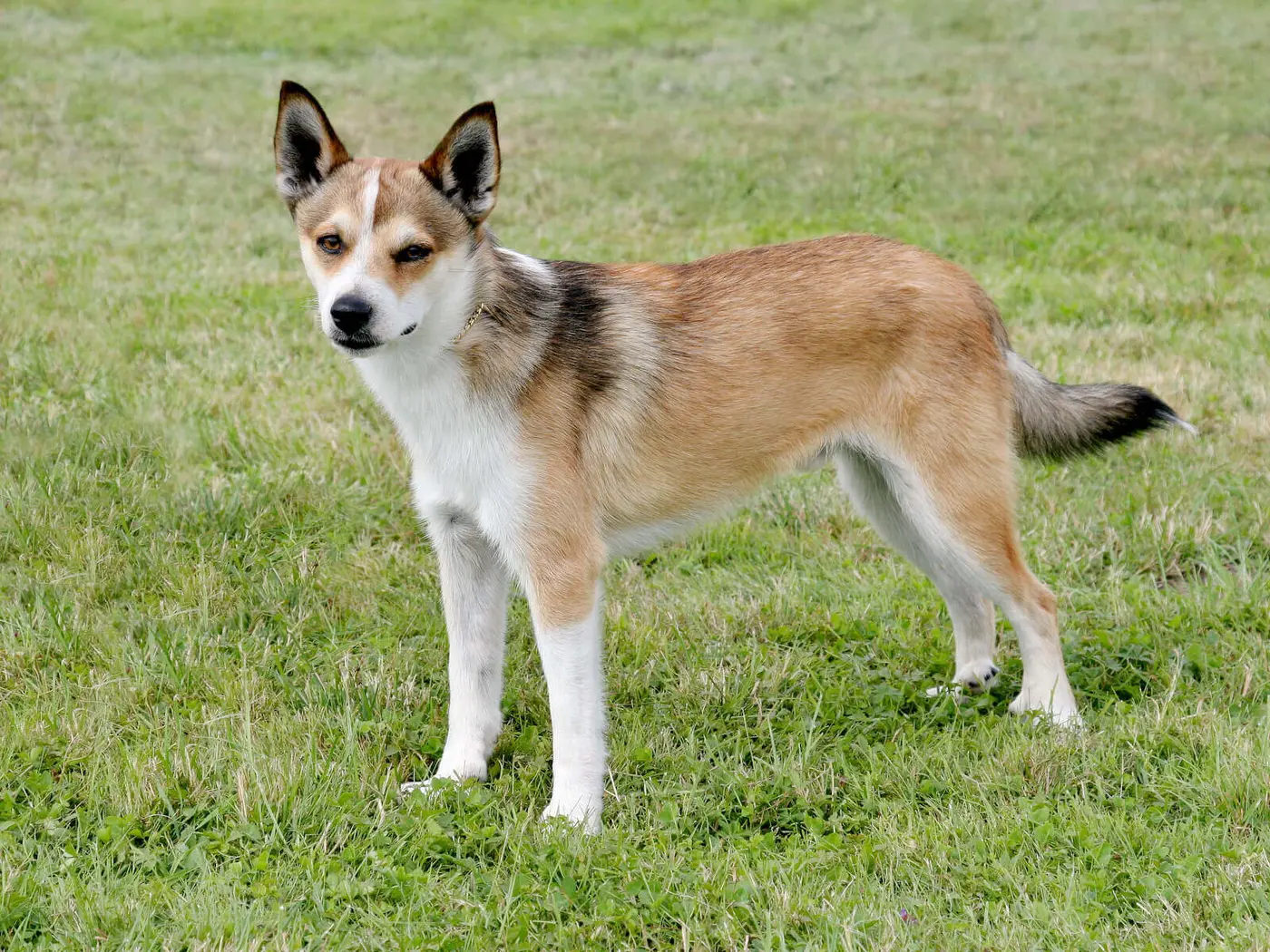 Norwegian Lundehund breed photo