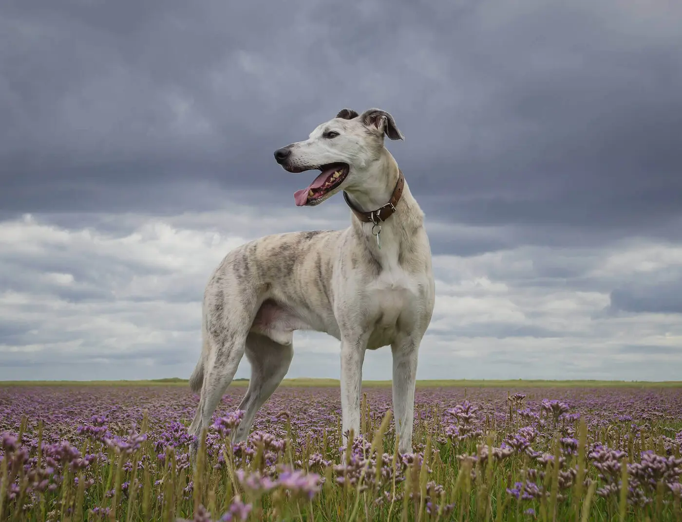 Lurcher breed photo