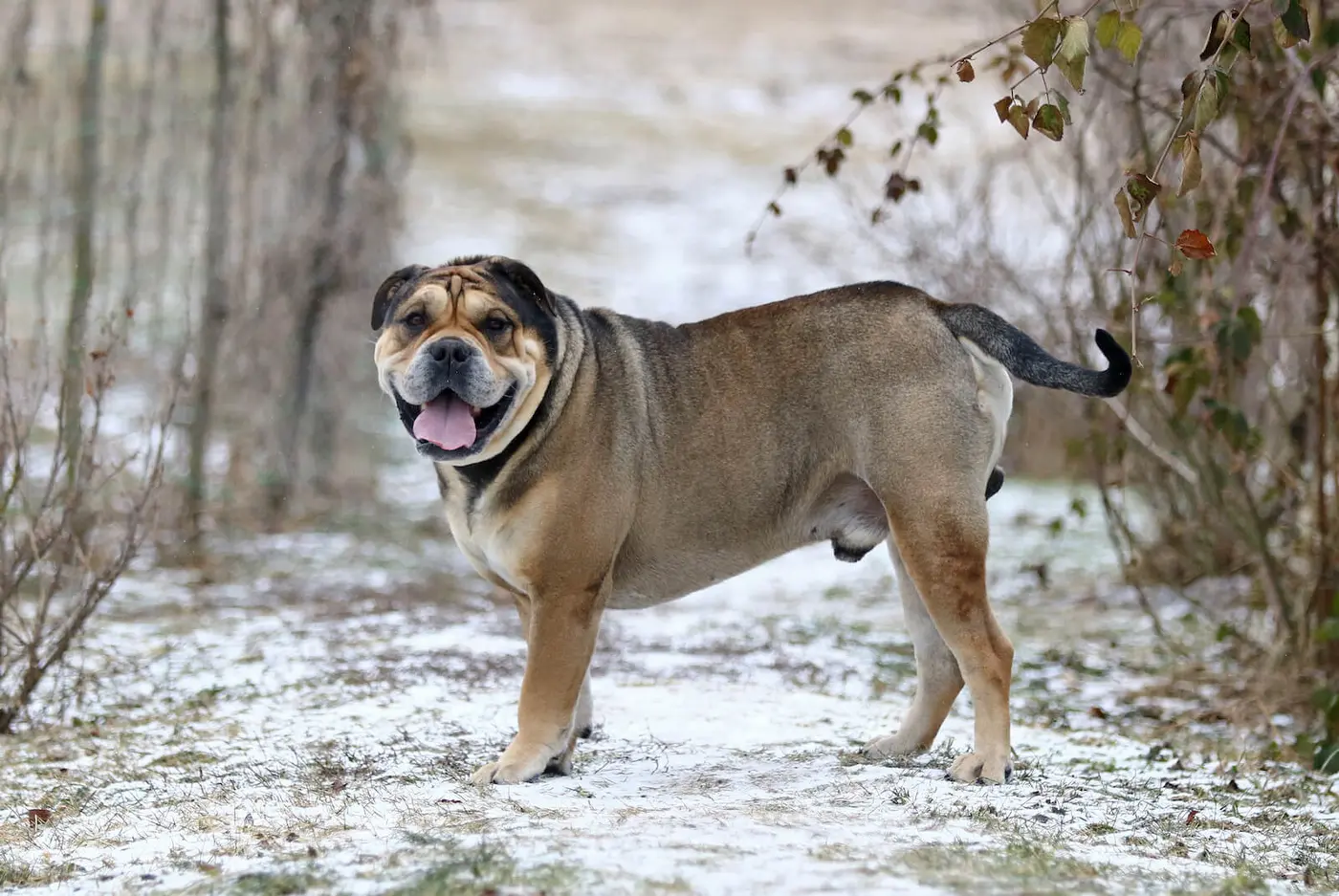 Majorca Mastiff breed photo