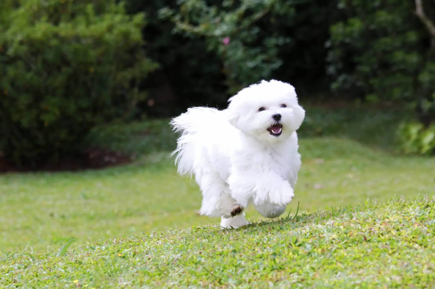 Maltese breed photo