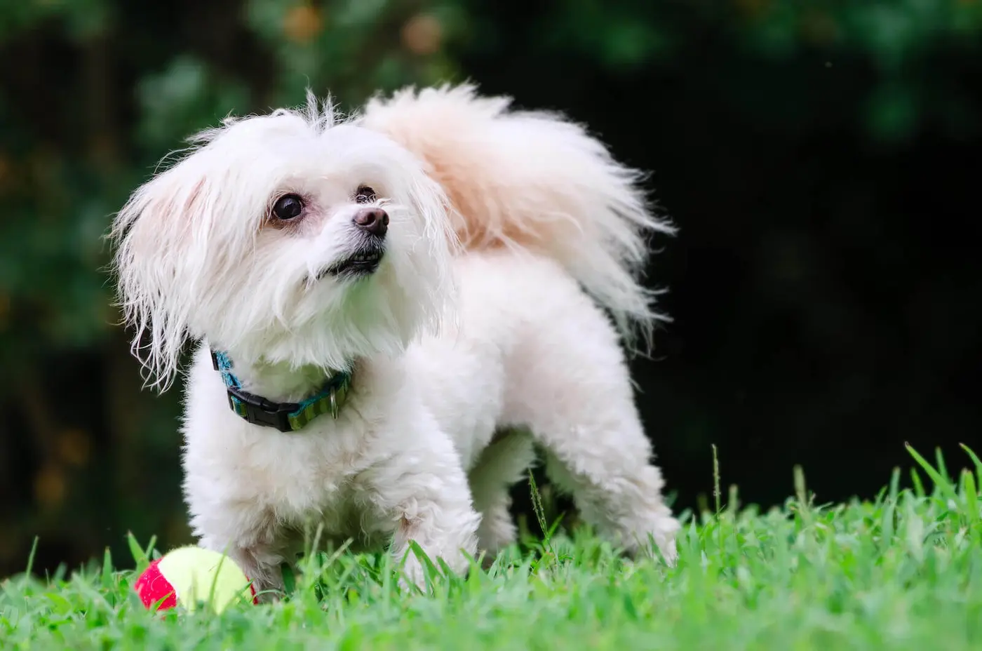 Maltipoo breed photo