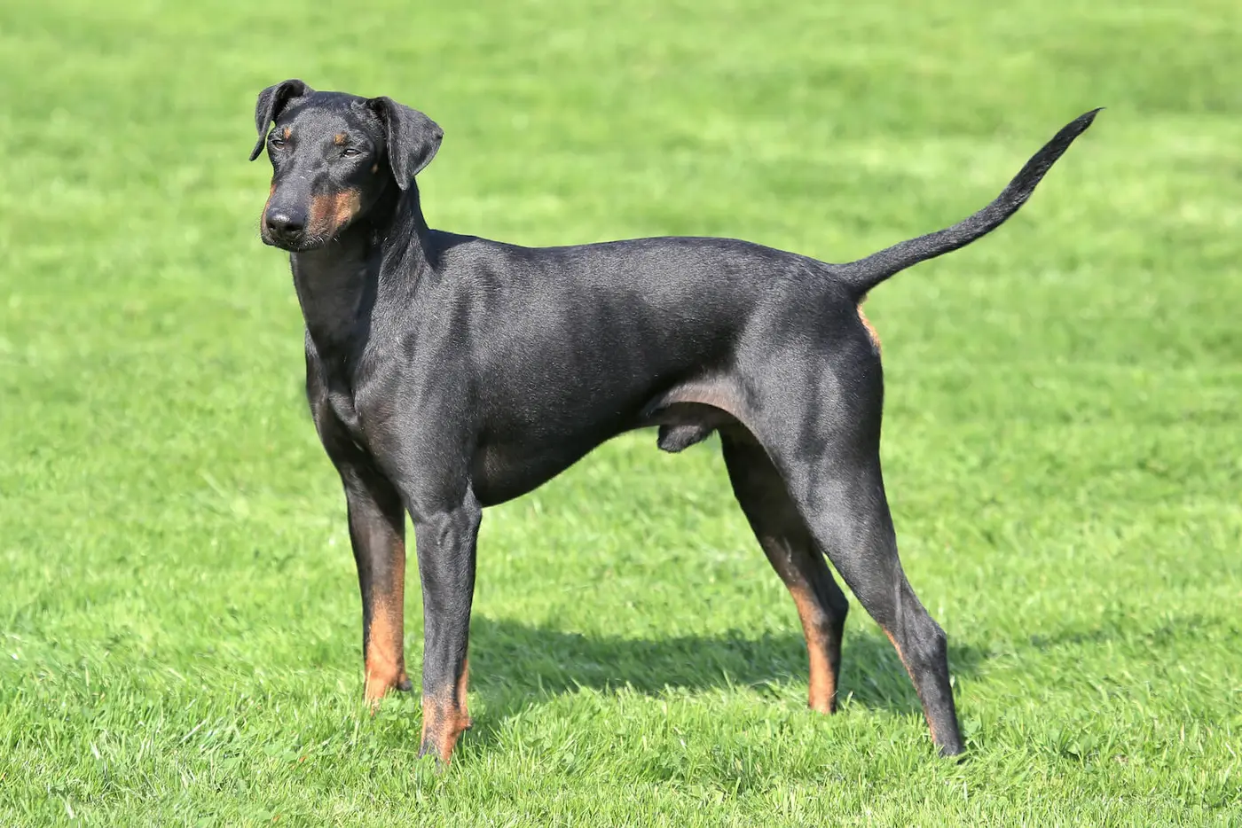 Manchester Terrier breed photo