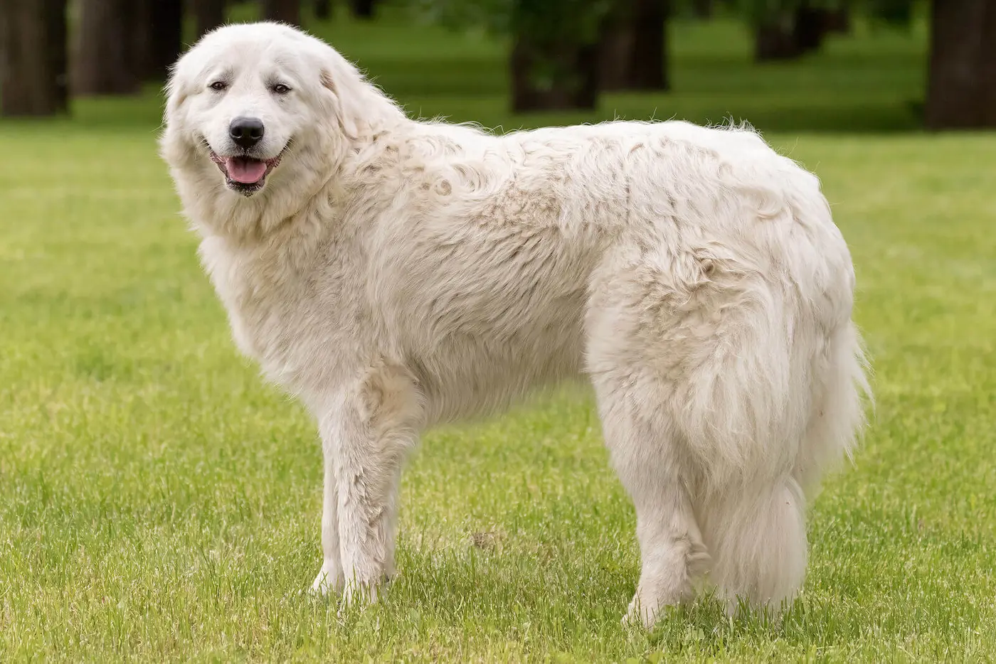 Maremma Sheepdog breed photo