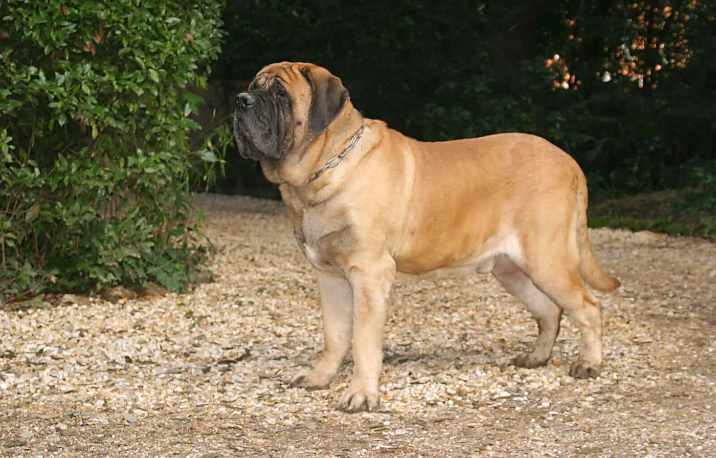 Mastiff breed photo