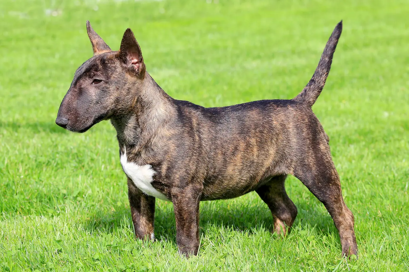 Miniature Bull Terrier breed photo