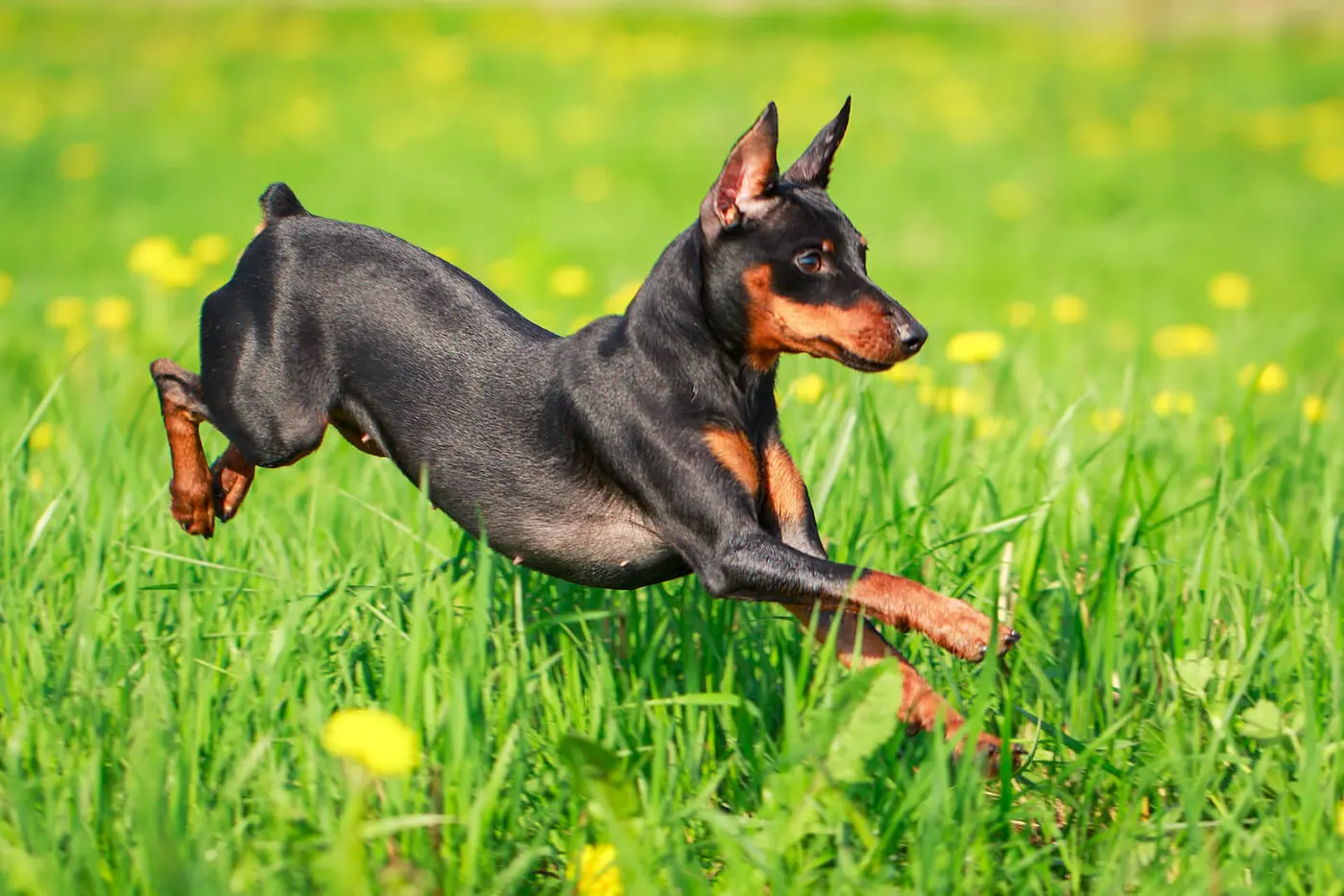 Miniature Pinscher breed photo