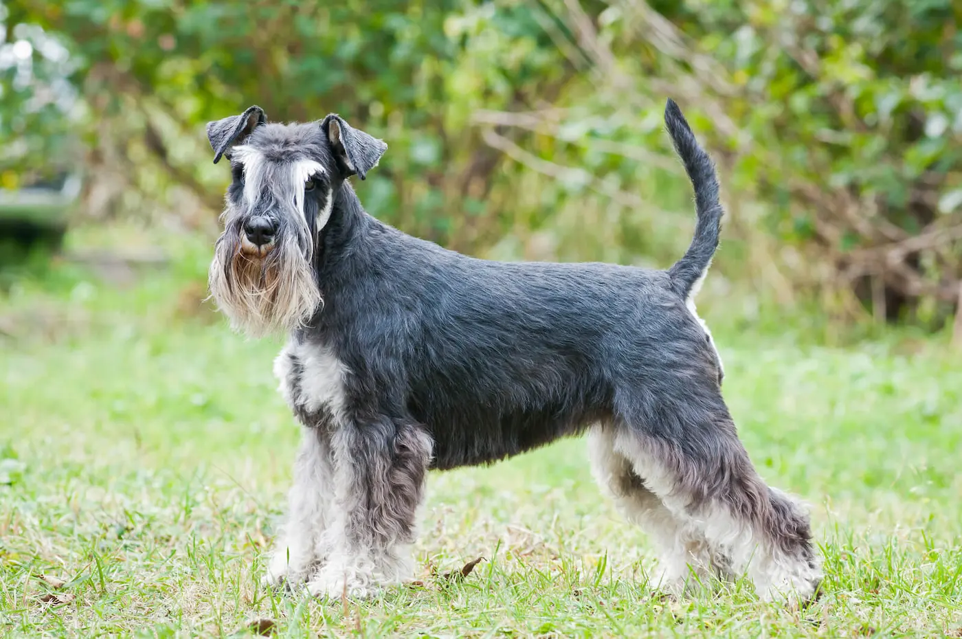Miniature Schnauzer breed photo